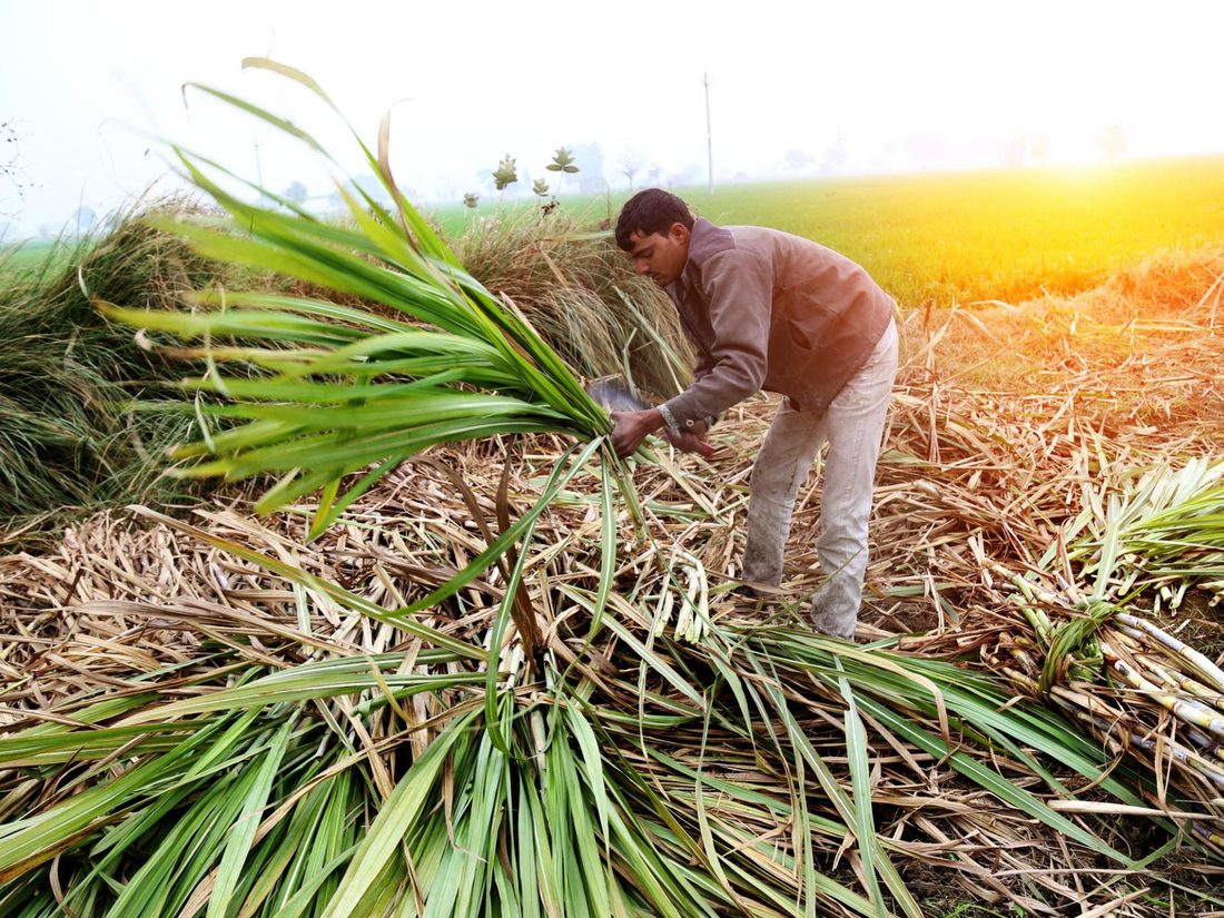 Sugarcane fields in Kolhapur